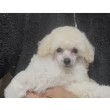 ♀︎トイプードル