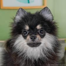 ♀︎ポメラニアン