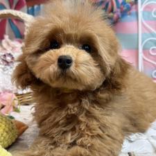 ♀︎トイプードル