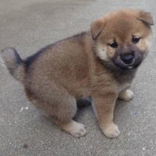 オンライン見学