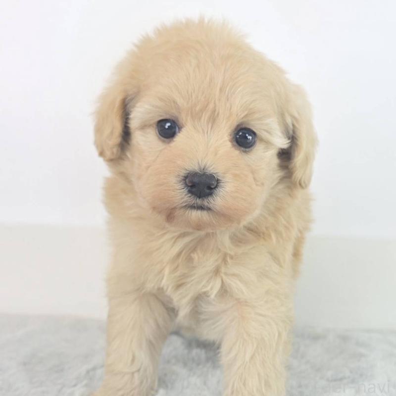 販売中の茨城県のミックス犬-454583の5枚目