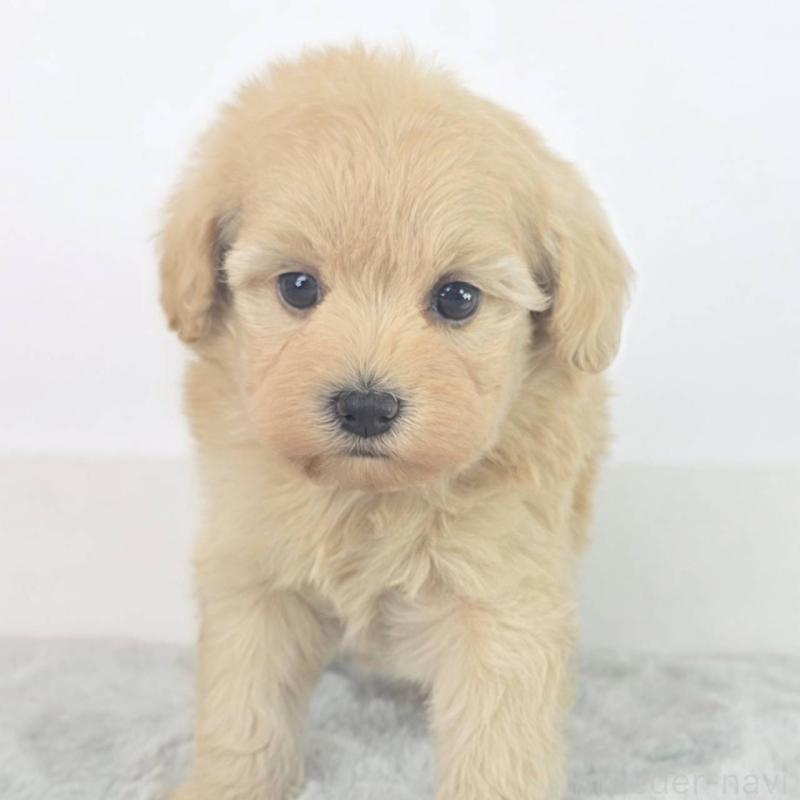 販売中の茨城県のミックス犬-454583の4枚目