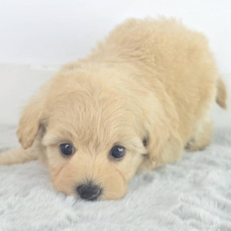 販売中の茨城県のミックス犬-454583の3枚目