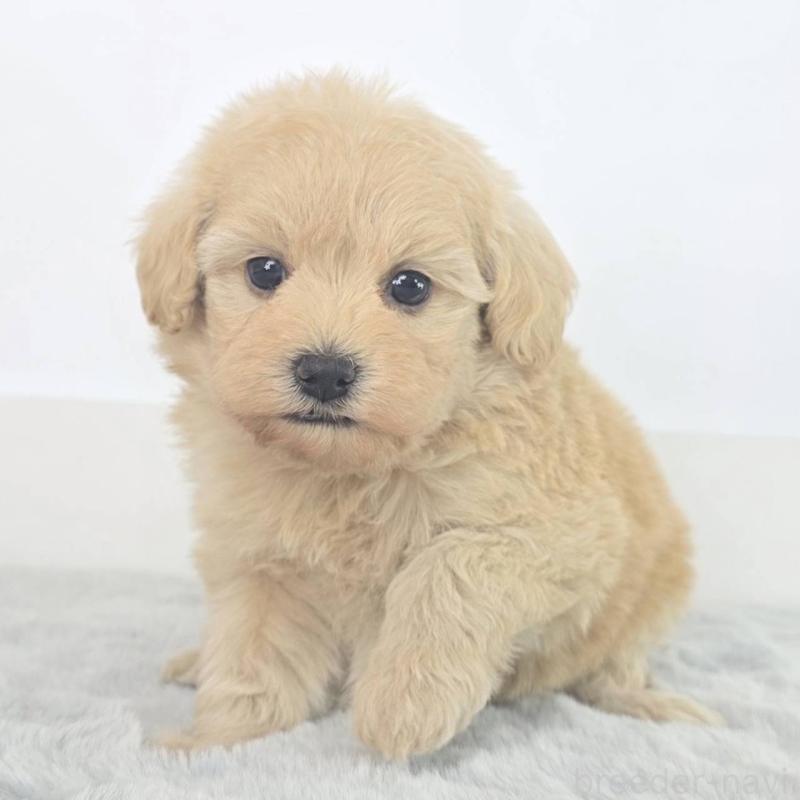 販売中の茨城県のミックス犬-454583の2枚目