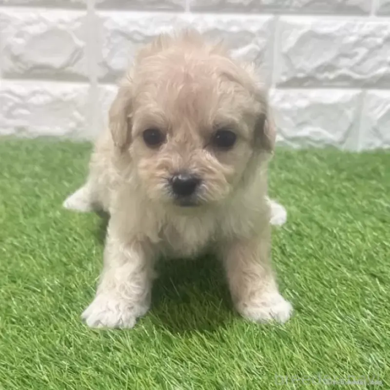 ♂︎マルプー:マルチーズ×トイプードル