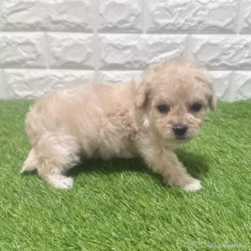 販売中の愛知県のマルプー:マルチーズ×トイプードル-454584の5枚目