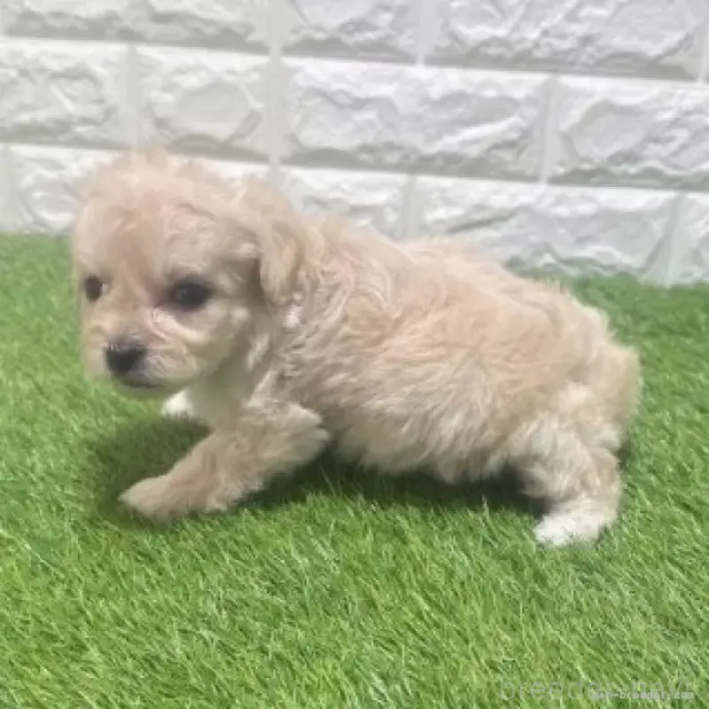 販売中の愛知県のマルプー:マルチーズ×トイプードル-454584の4枚目