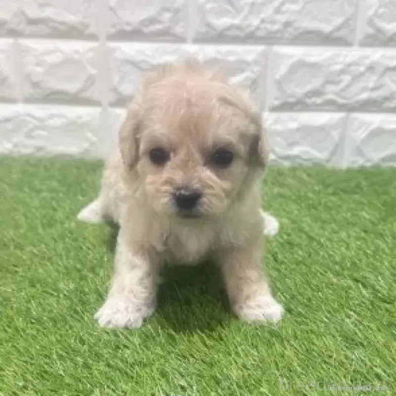 販売中の愛知県のマルプー:マルチーズ×トイプードル-454584の3枚目