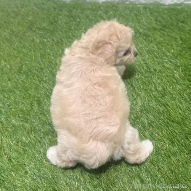 販売中の愛知県のマルプー:マルチーズ×トイプードル-454584の2枚目