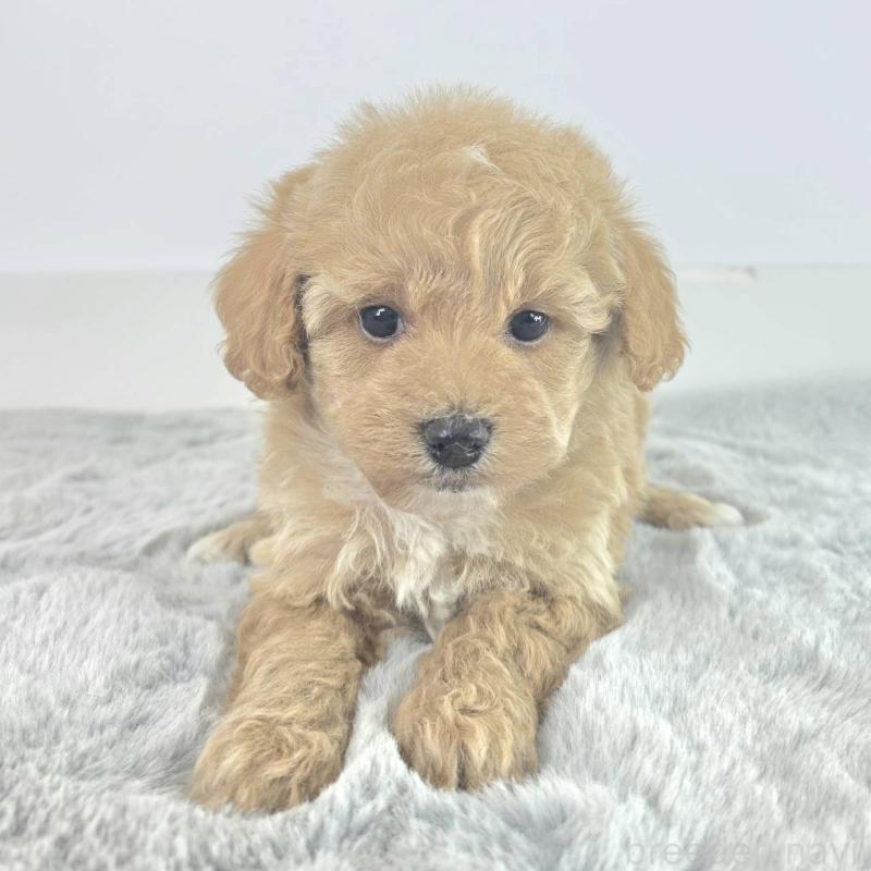 販売中の茨城県のミックス犬-454585の4枚目