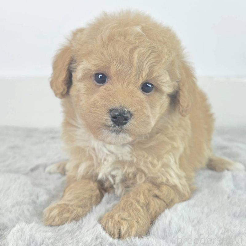 販売中の茨城県のミックス犬-454585の2枚目