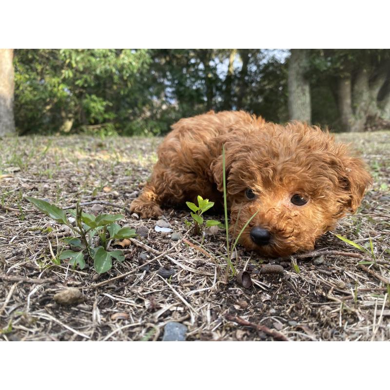 販売中の静岡県のタイニープードル-454179の7枚目