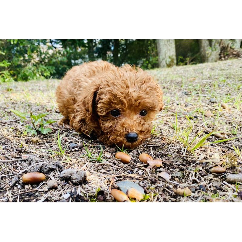 販売中の静岡県のタイニープードル-454179の6枚目