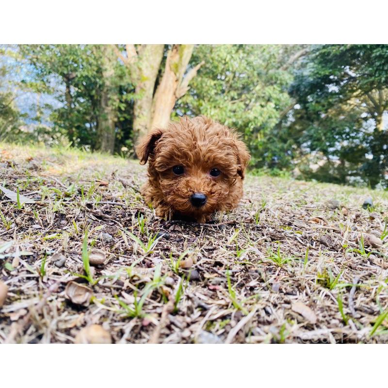 販売中の静岡県のタイニープードル-454179の5枚目