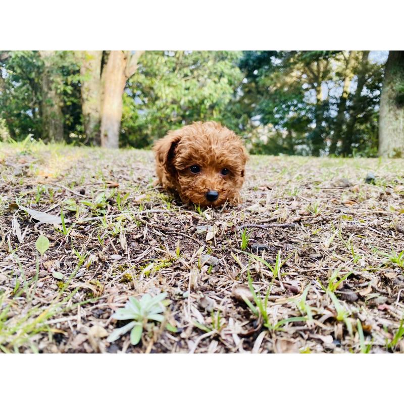 販売中の静岡県のタイニープードル-454179の4枚目