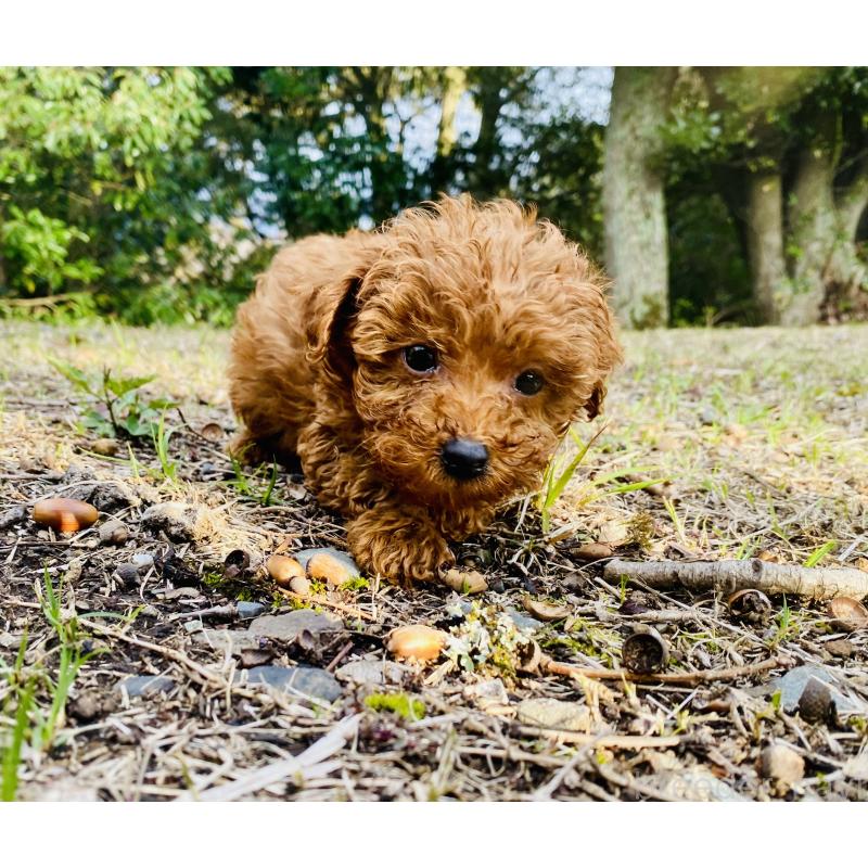 販売中の静岡県のタイニープードル-454179の3枚目