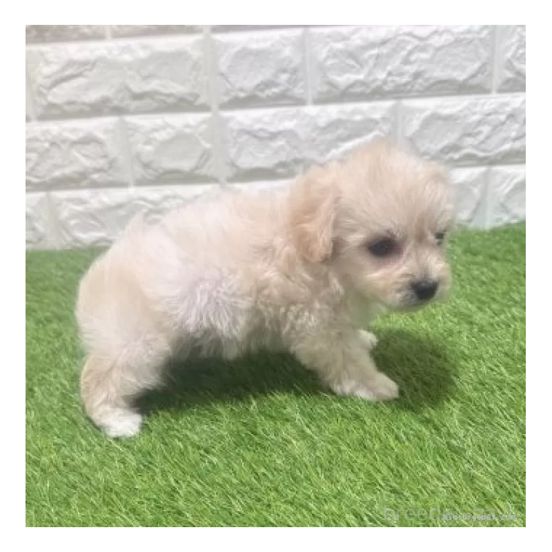 販売中の愛知県のマルプー:マルチーズ×トイプードル-454586の5枚目