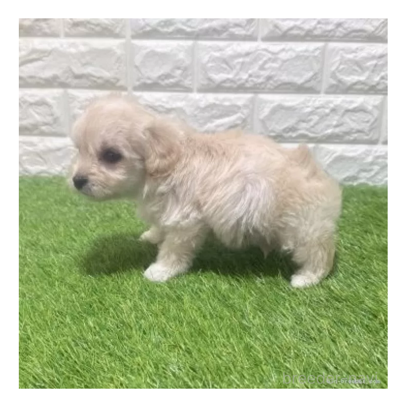 販売中の愛知県のマルプー:マルチーズ×トイプードル-454586の4枚目