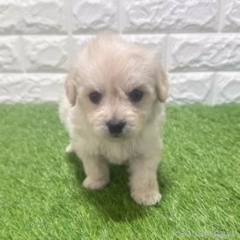 販売中の愛知県のマルプー:マルチーズ×トイプードル-454586の3枚目