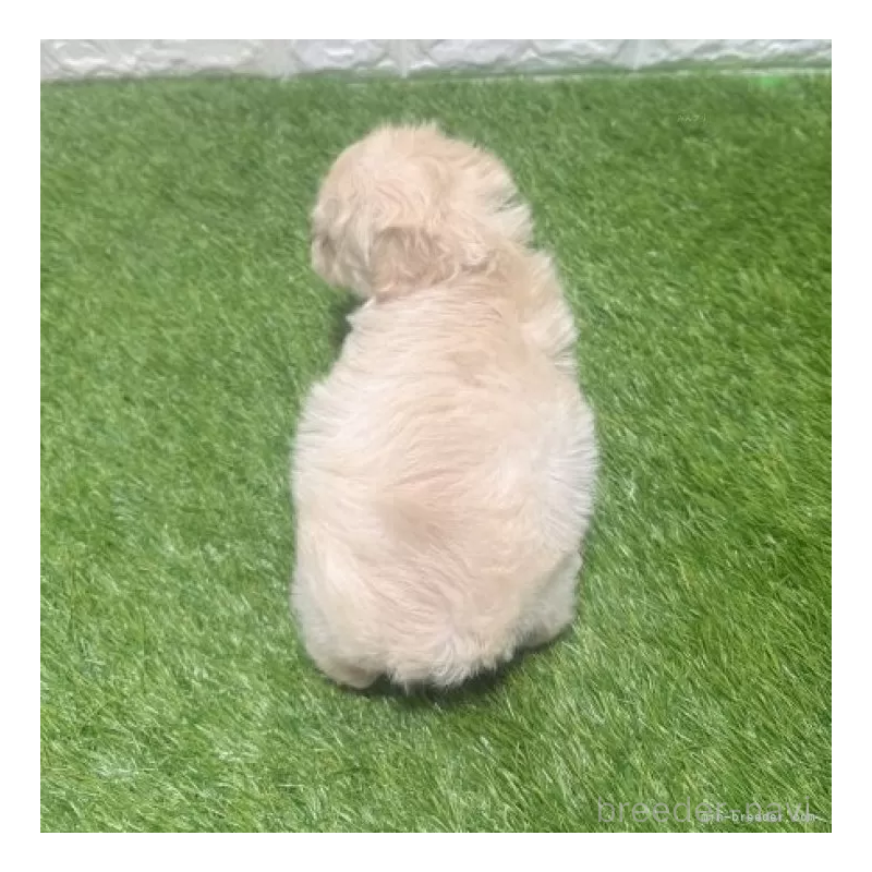 販売中の愛知県のマルプー:マルチーズ×トイプードル-454586の2枚目