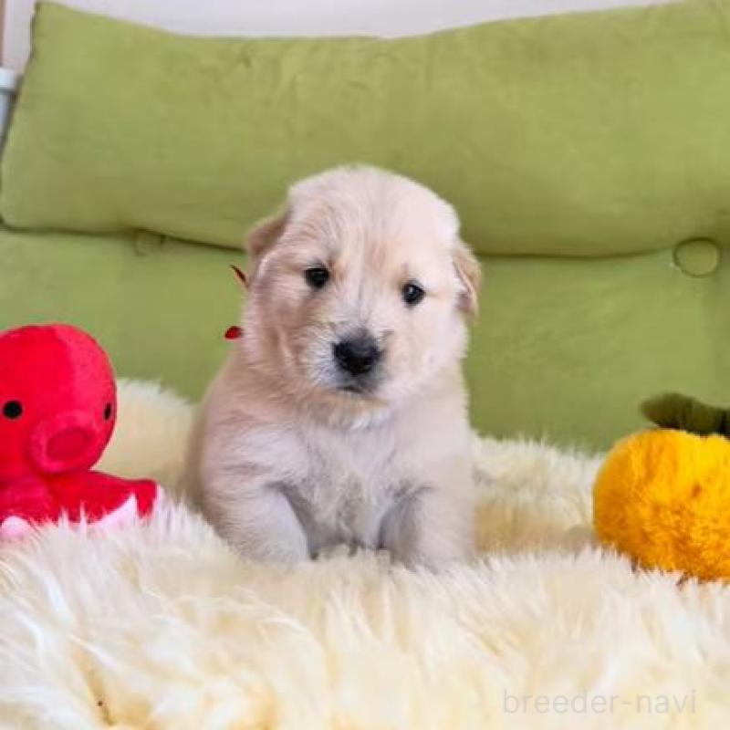 販売中の岐阜県のゴールデンレトリーバー-454587の6枚目