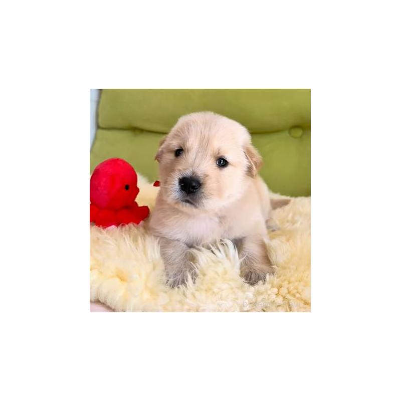 販売中の岐阜県のゴールデンレトリーバー-454587の5枚目