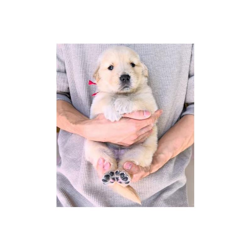 販売中の岐阜県のゴールデンレトリーバー-454587の4枚目