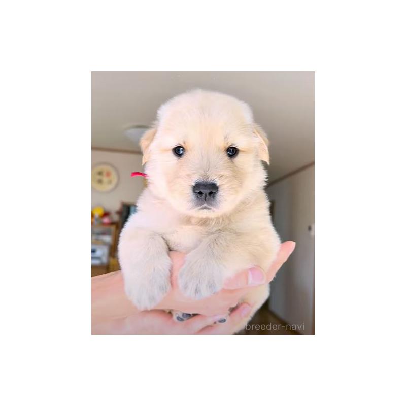 販売中の岐阜県のゴールデンレトリーバー-454587の3枚目