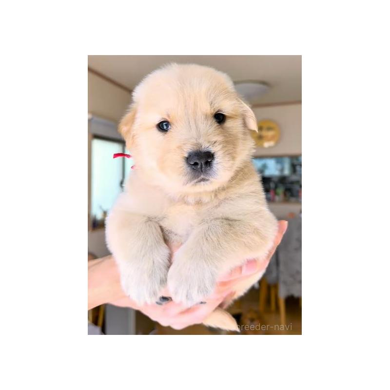 販売中の岐阜県のゴールデンレトリーバー-454587の2枚目