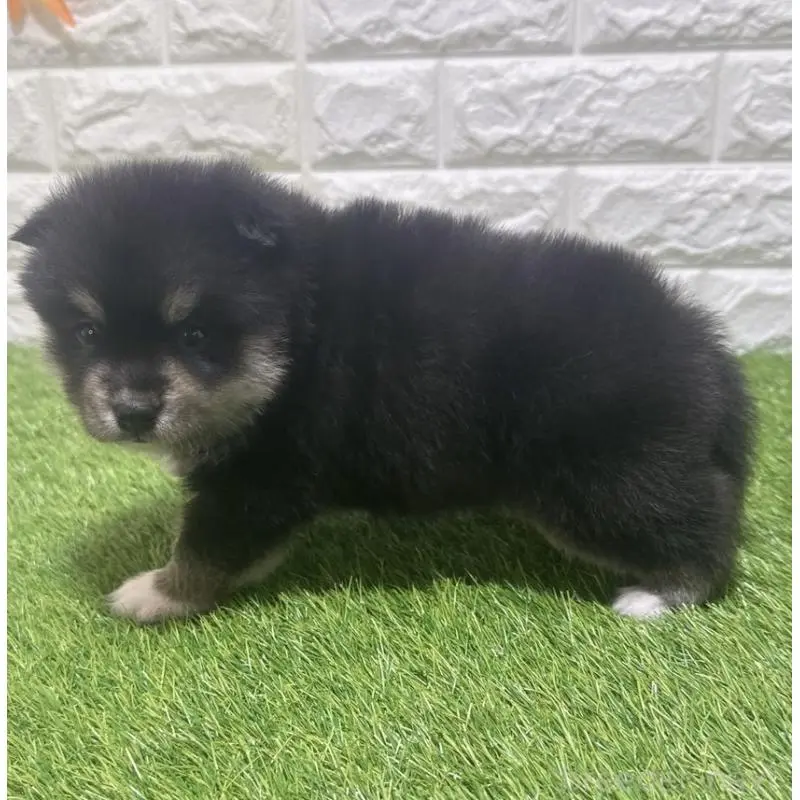 販売中の愛知県のミックス犬-454590の5枚目