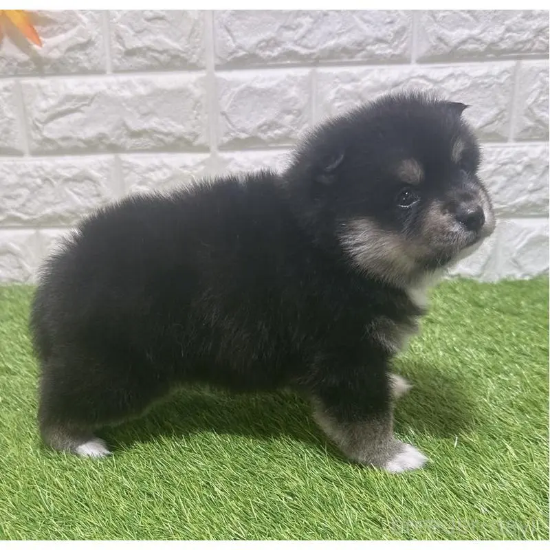 販売中の愛知県のミックス犬-454590の4枚目