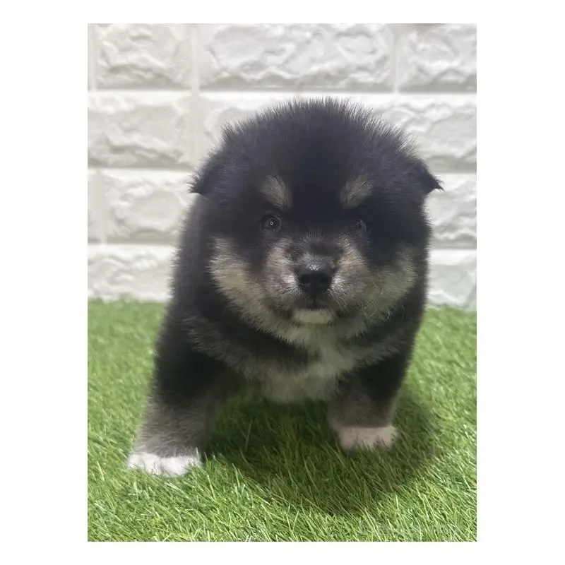 販売中の愛知県のミックス犬-454590の3枚目