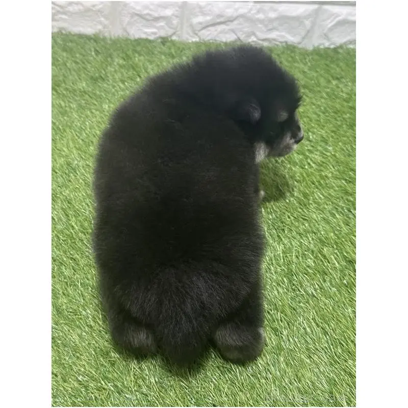 販売中の愛知県のミックス犬-454590の2枚目