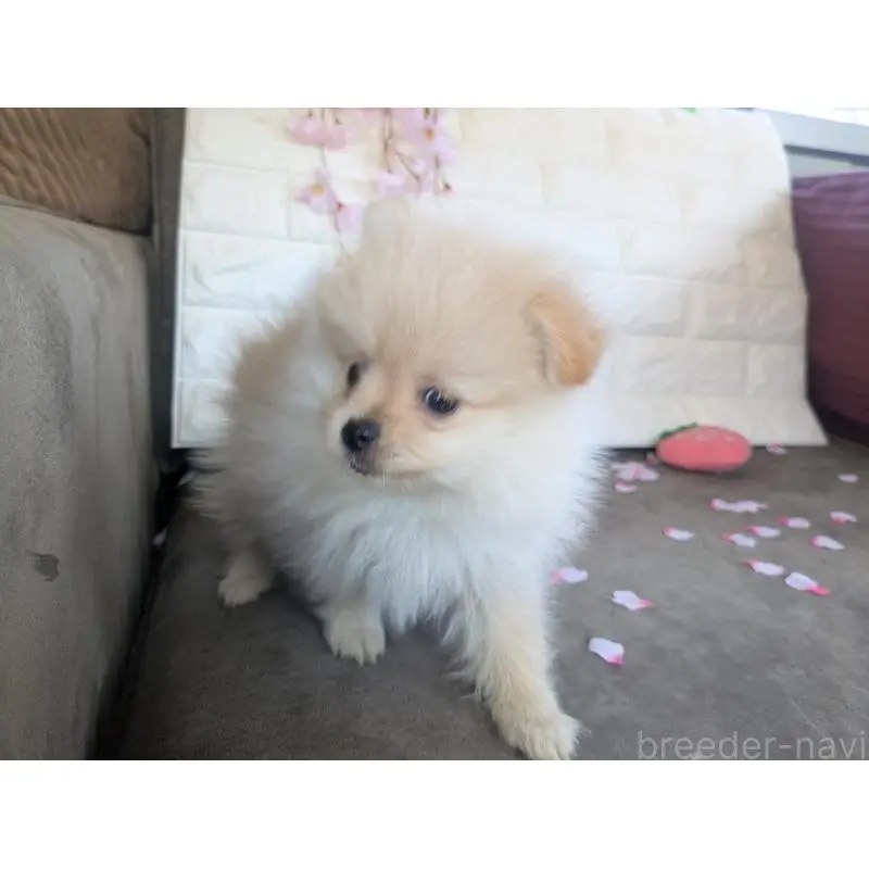 販売中の福岡県のポメラニアン-454595の8枚目