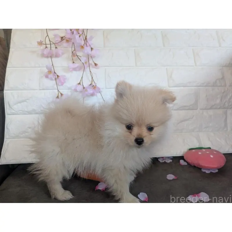 販売中の福岡県のポメラニアン-454595の6枚目