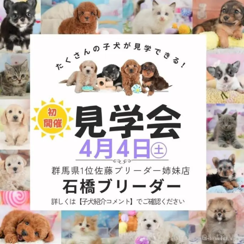 販売中の群馬県のトイプードル-454592の2枚目