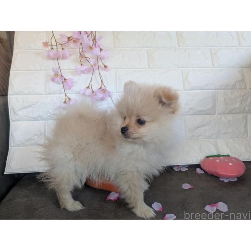 販売中の福岡県のポメラニアン-454595の5枚目