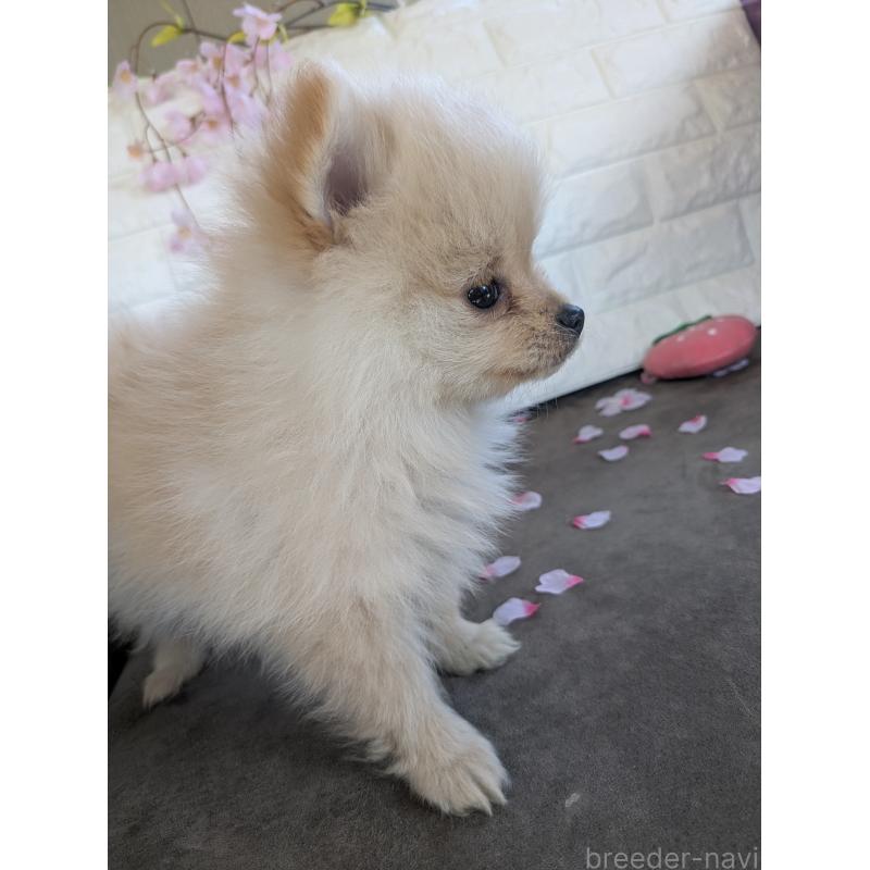 販売中の福岡県のポメラニアン-454595の4枚目