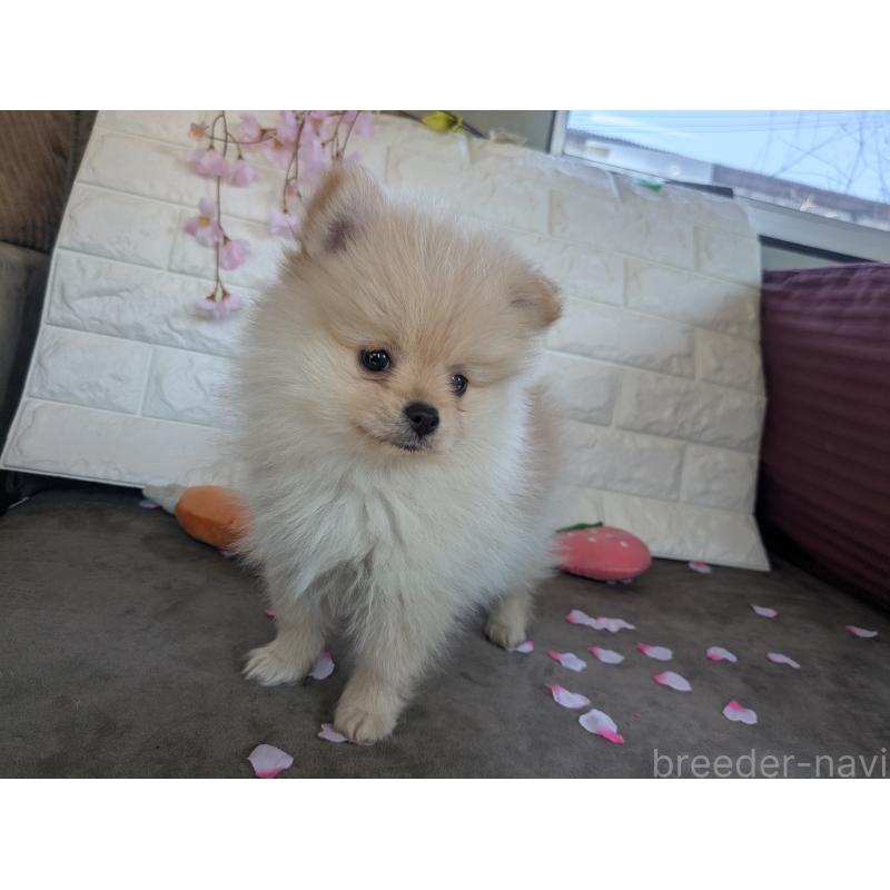 販売中の福岡県のポメラニアン-454595の3枚目