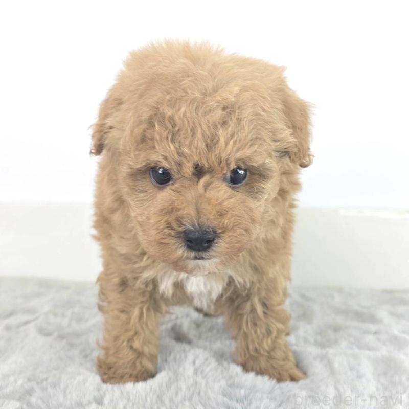 販売中の茨城県のミックス犬-454594の4枚目