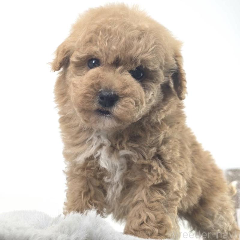 販売中の茨城県のミックス犬-454594の3枚目