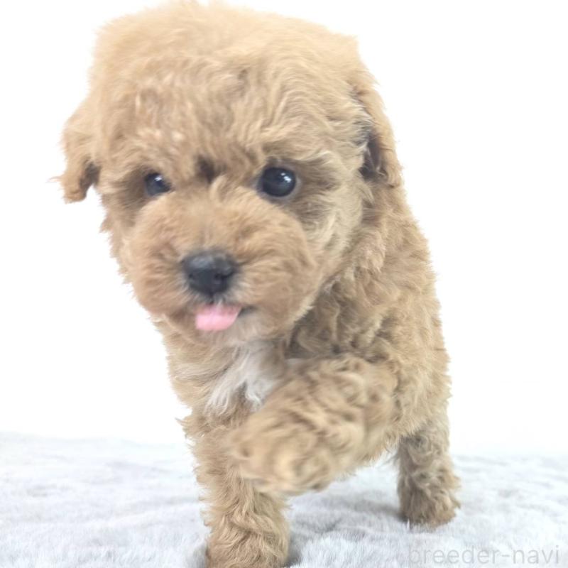 販売中の茨城県のミックス犬-454594の2枚目