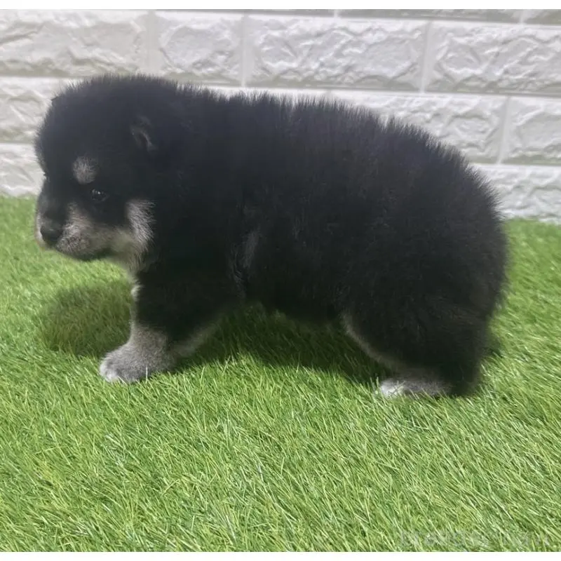 販売中の愛知県のミックス犬-454597の5枚目