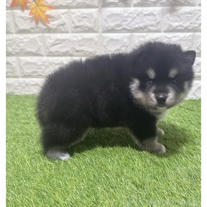 販売中の愛知県のミックス犬-454597の4枚目