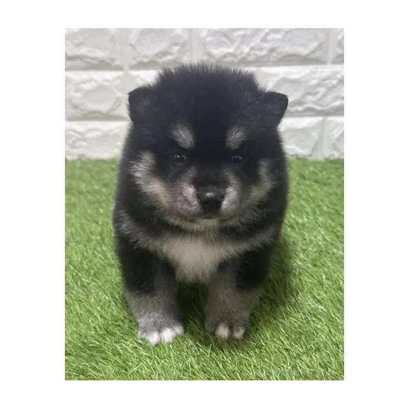 販売中の愛知県のミックス犬-454597の3枚目