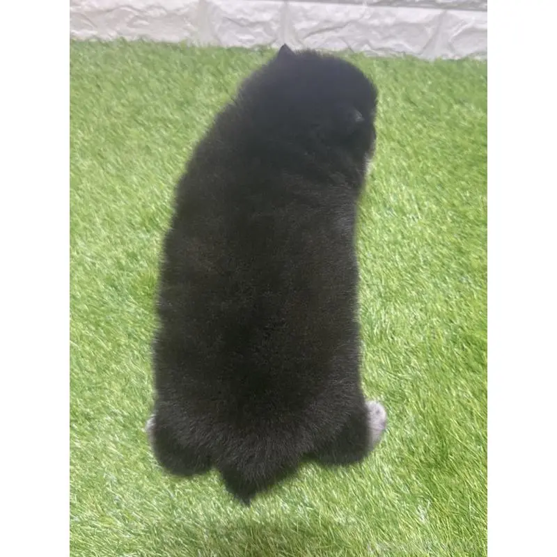 販売中の愛知県のミックス犬-454597の2枚目