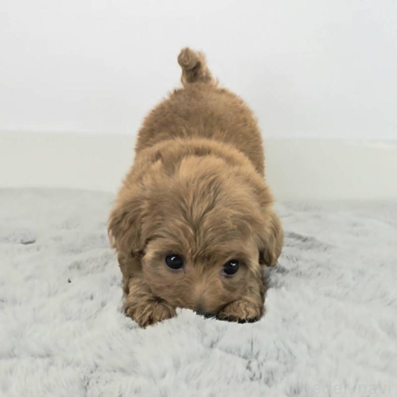 販売中の茨城県のミックス犬-454596の4枚目