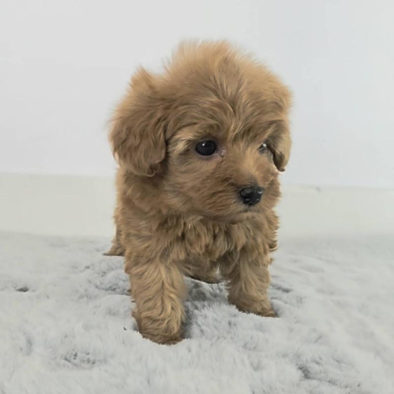 販売中の茨城県のミックス犬-454596の3枚目