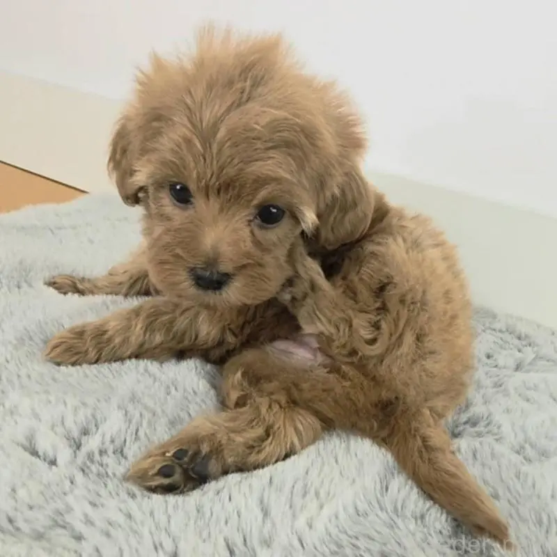 販売中の茨城県のミックス犬-454596の2枚目