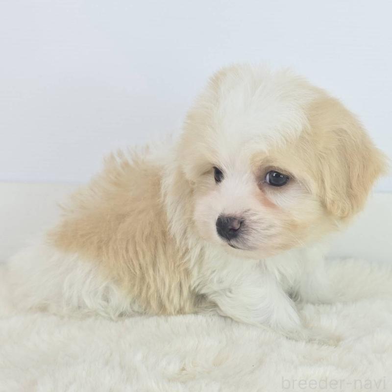 販売中の茨城県のミックス犬-454598の3枚目